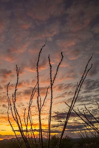 Arizona-Santa Cruz County Silhouette of ocotillo cactus at sunset Landscape Print